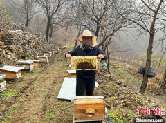 科技养蜂助推京城小乡村“甜蜜事业”